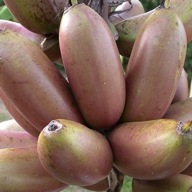 Red Banana 500 gm