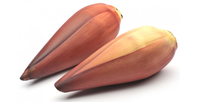 Plantain flower(வாழை பூ) 1Pc